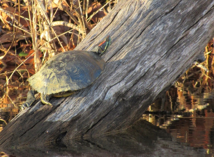 Red-ear Slider